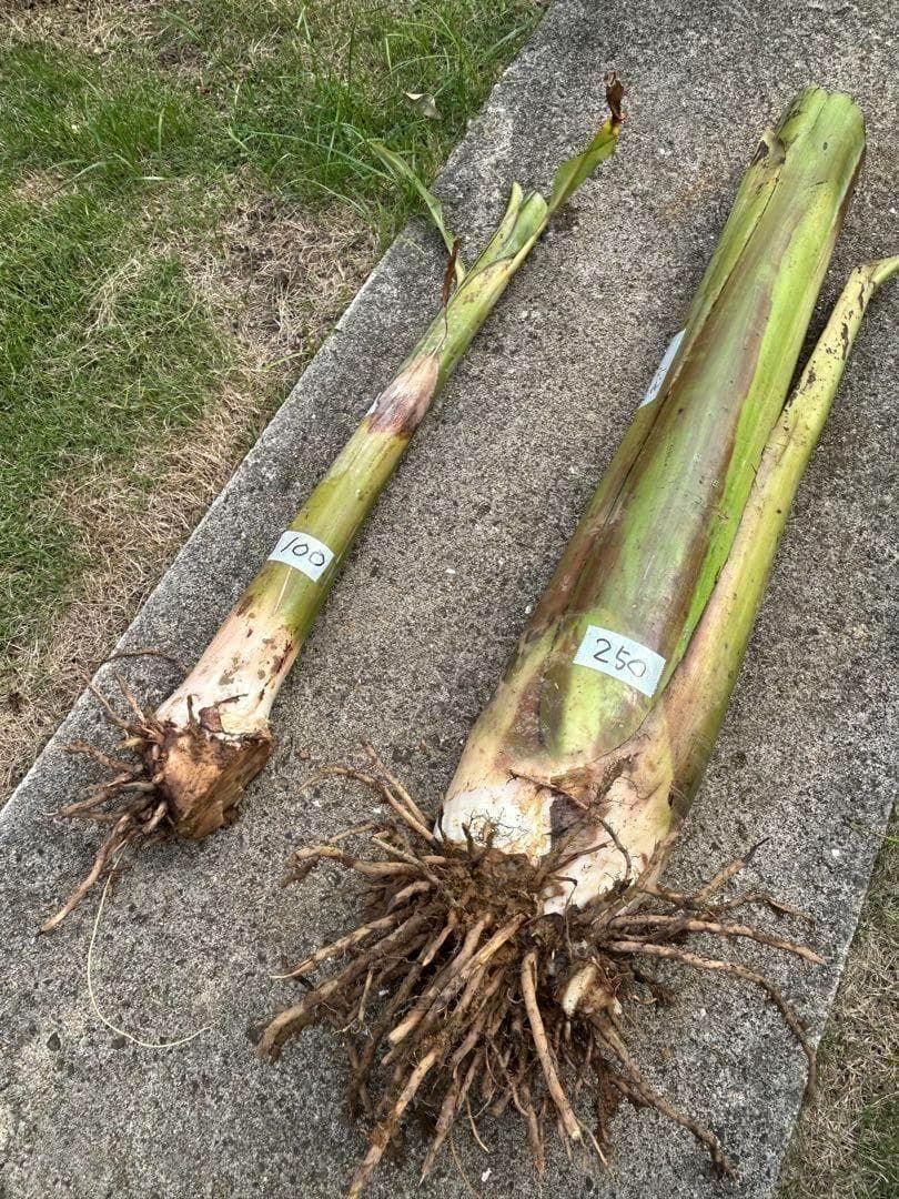 木熟可、140㎝巨大◆ゴールドバナナ。低木、耐病、耐寒強◆バナナ苗。初心者向け