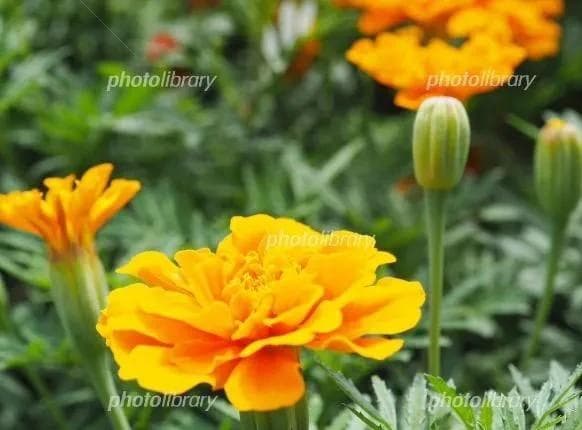 里芋の種３００粒＋マリーゴールド花種＋全国匿名送料無料です