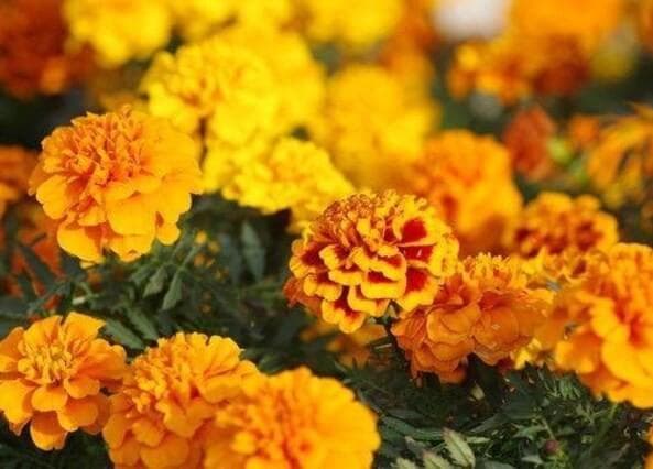 里芋の種３００粒＋マリーゴールド花種＋全国匿名送料無料です