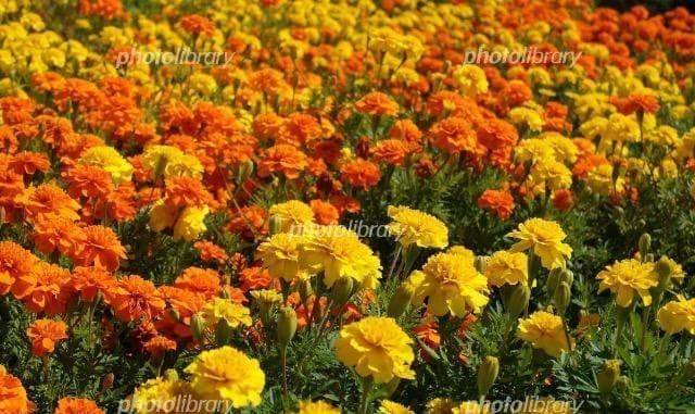 里芋の種３００粒＋マリーゴールド花種＋全国匿名送料無料です