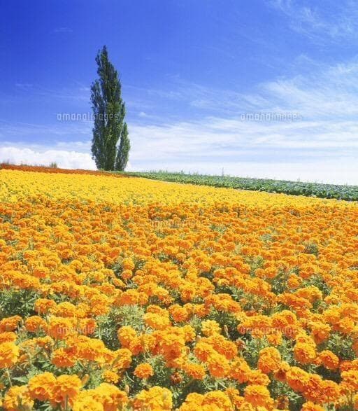 里芋の種３００粒＋マリーゴールド花種＋全国匿名送料無料です