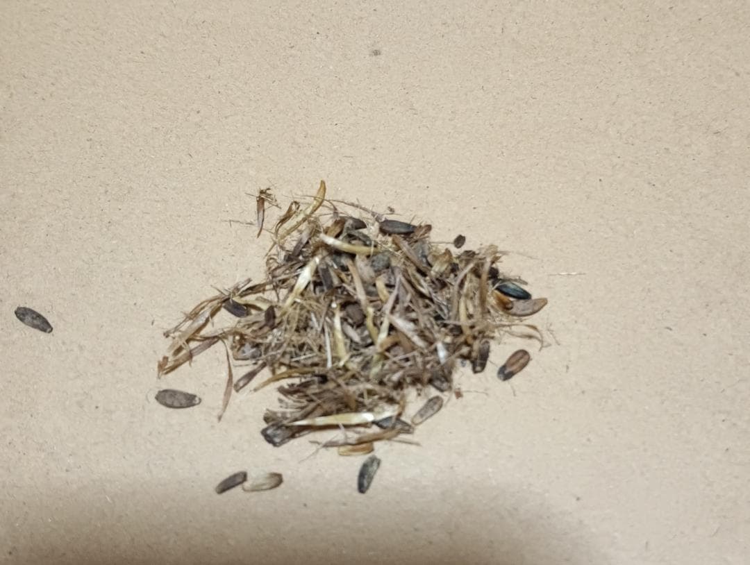 里芋の種３００粒＋マリーゴールド花種＋全国匿名送料無料です