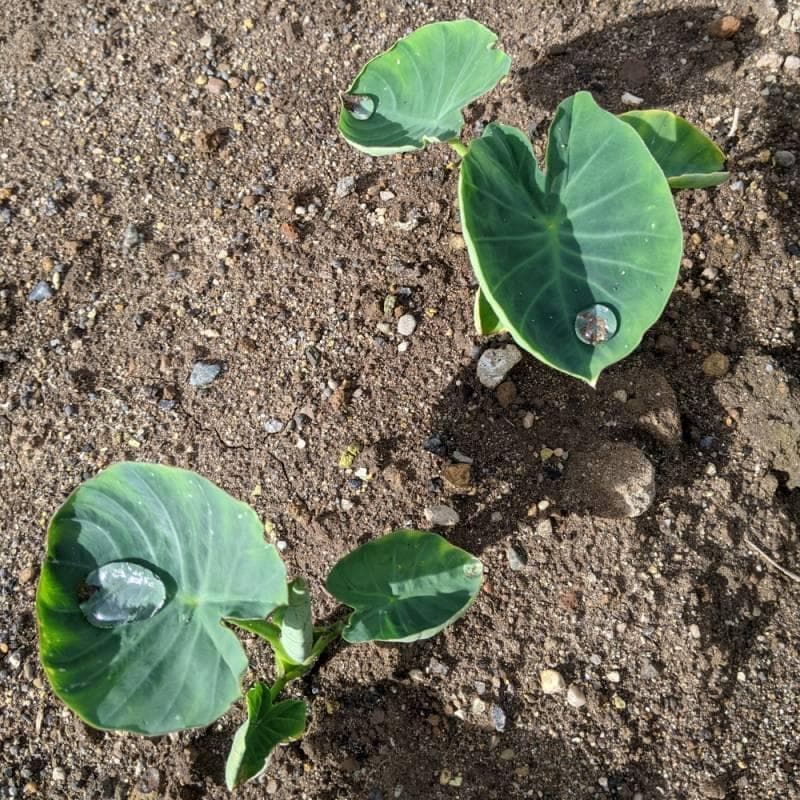 里芋の種３００粒＋マリーゴールド花種＋全国匿名送料無料です