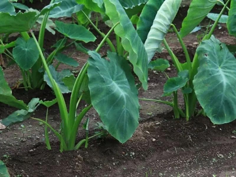 里芋の種３００粒＋マリーゴールド花種＋全国匿名送料無料です