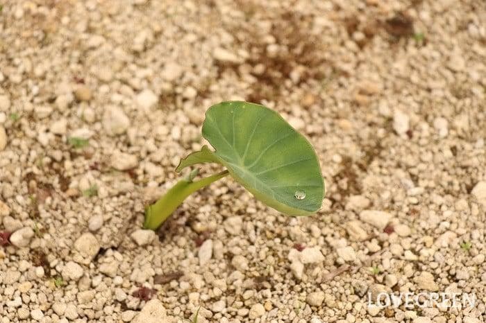 里芋の種３００粒＋マリーゴールド花種＋全国匿名送料無料です