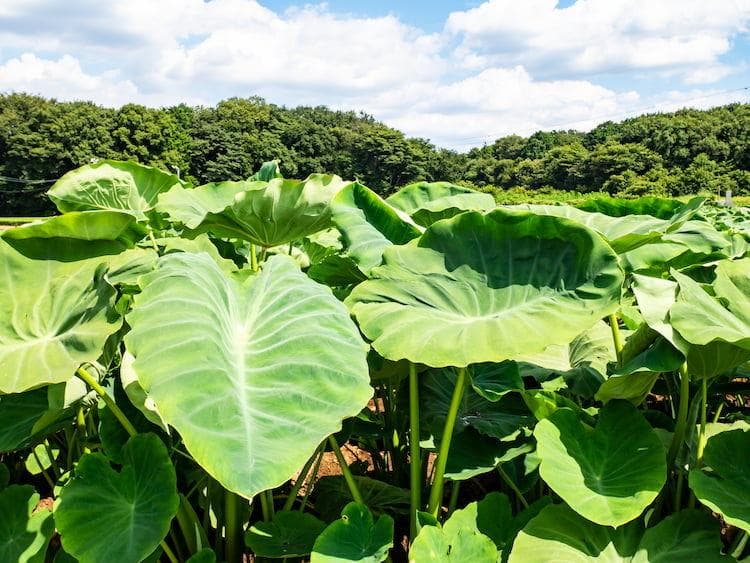 里芋の種３００粒＋マリーゴールド花種＋全国匿名送料無料です