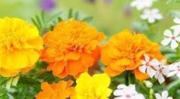 里芋の種３００粒＋マリーゴールド花種＋全国匿名送料無料です