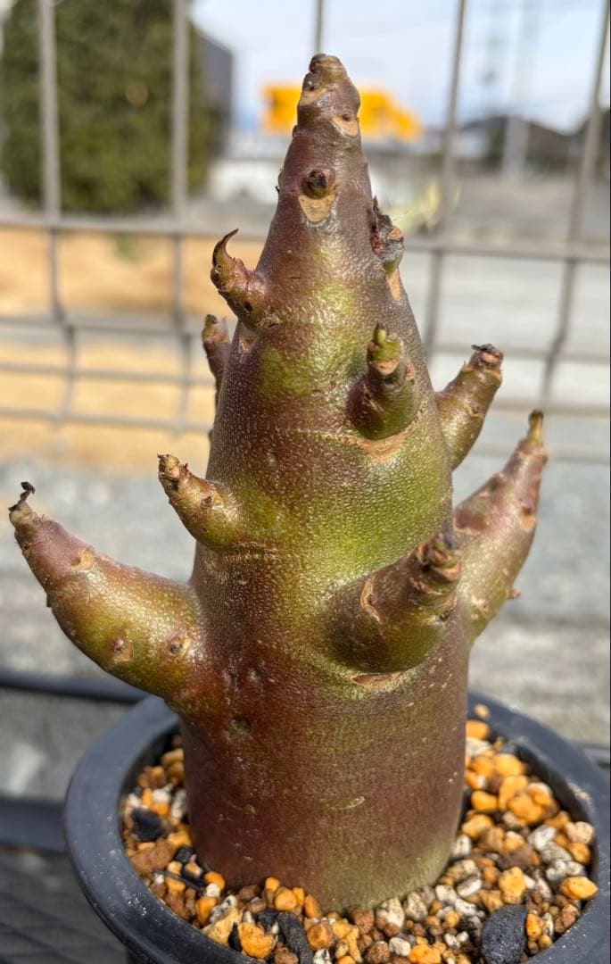 アデニウム　ブラックスキン　発根済み