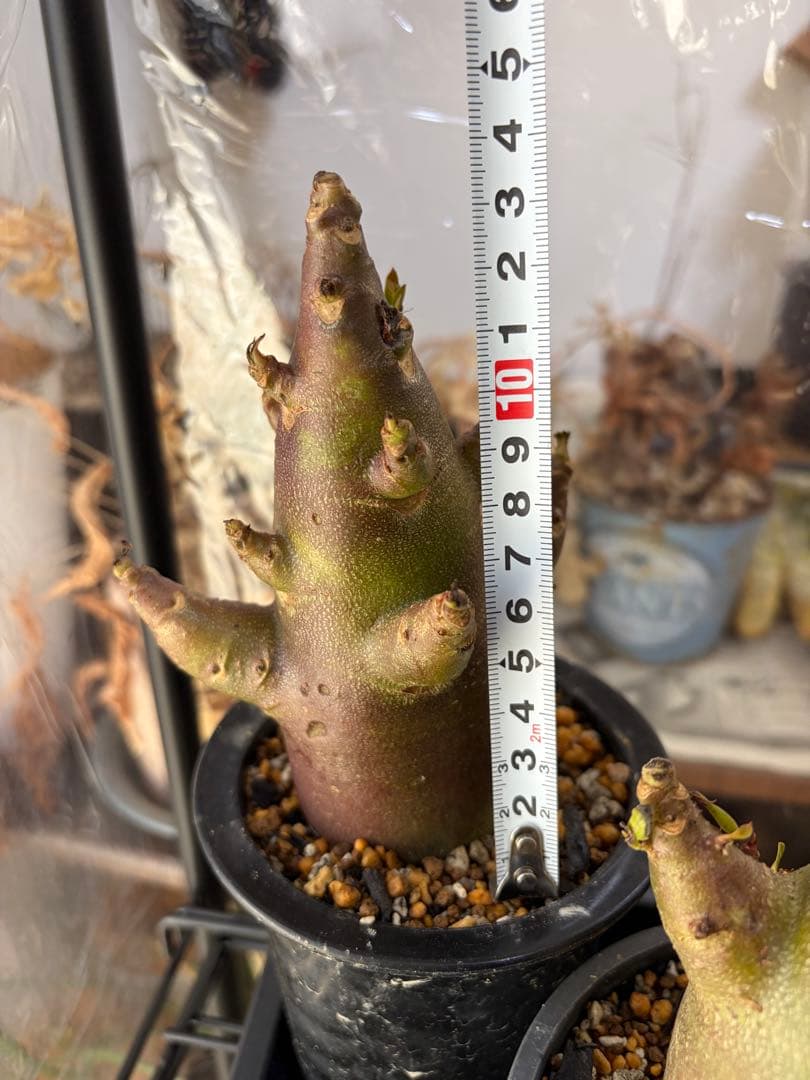 アデニウム　ブラックスキン　発根済み