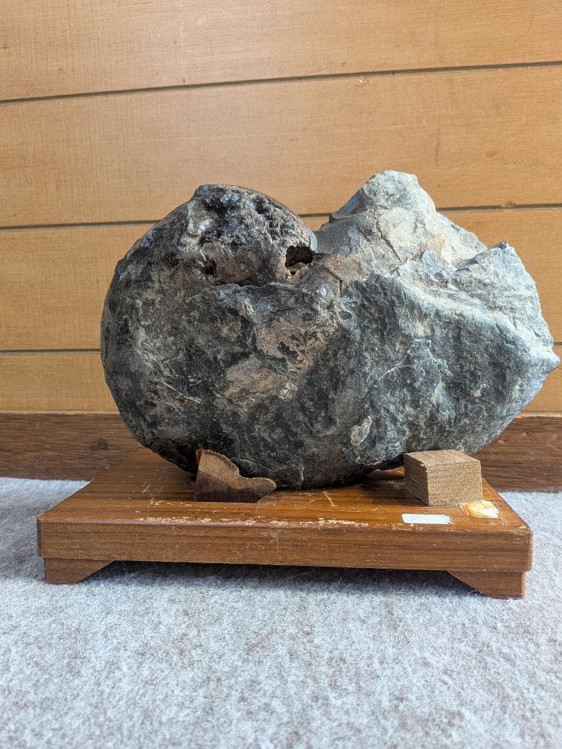 アンモナイト化石 17cm(289)