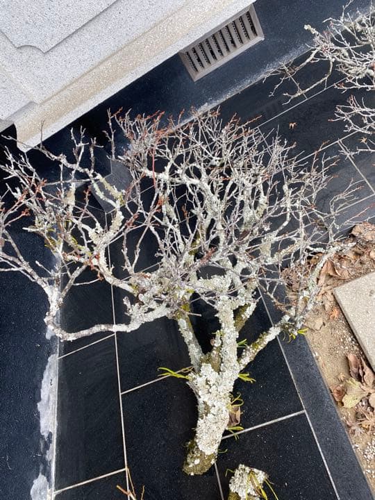 老梅 苔枝 古木 正月飾り 生け花 華道 用