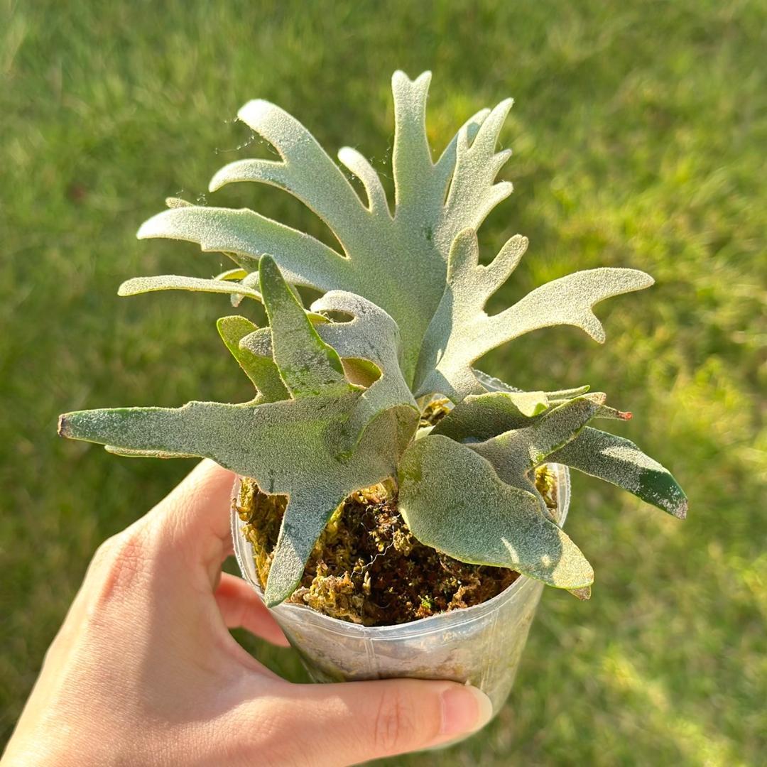 ビカクシダ P.willinckii OMG spore 3014