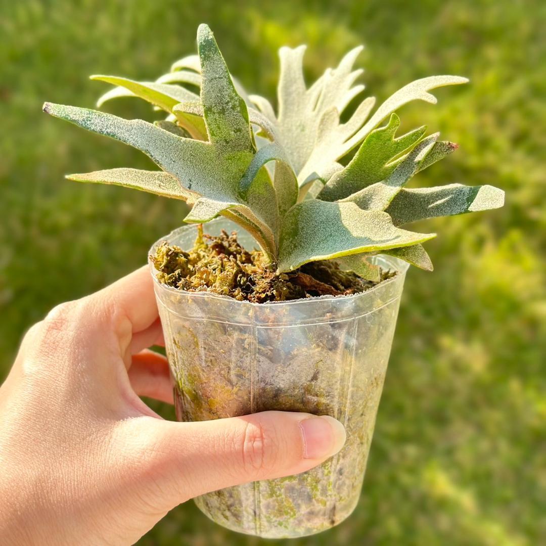 ビカクシダ P.willinckii OMG spore 3014