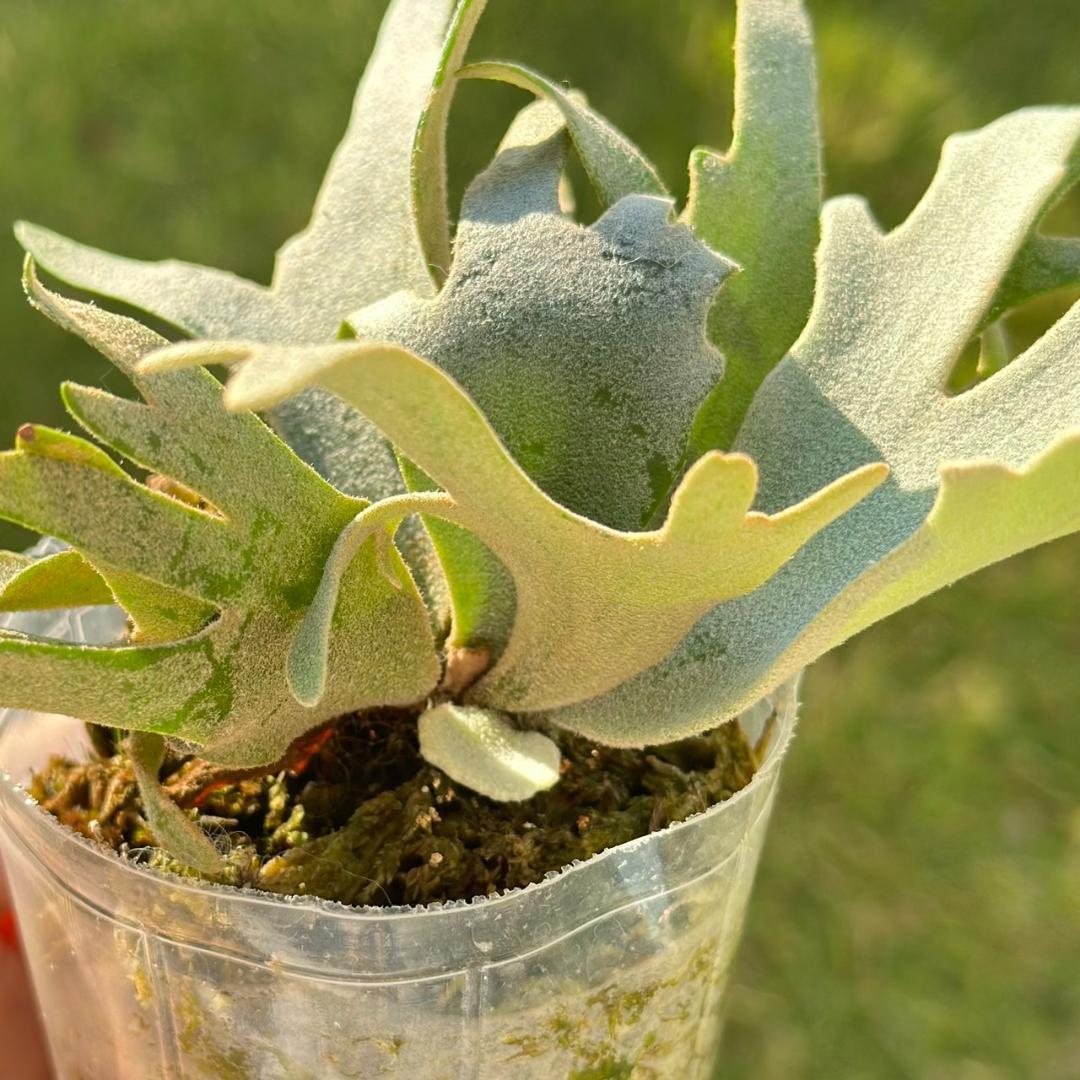 ビカクシダ P.willinckii OMG spore 3014