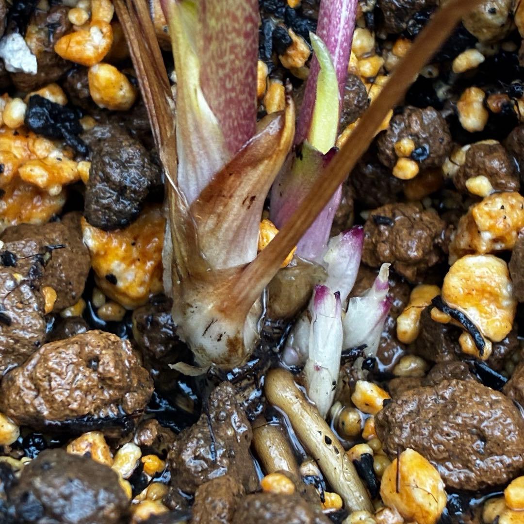 3751⭐️渋系グリーンゴールド⭐️小輪⭐️中心にアイシャドー的カラー⭐️樋口さん⭐️