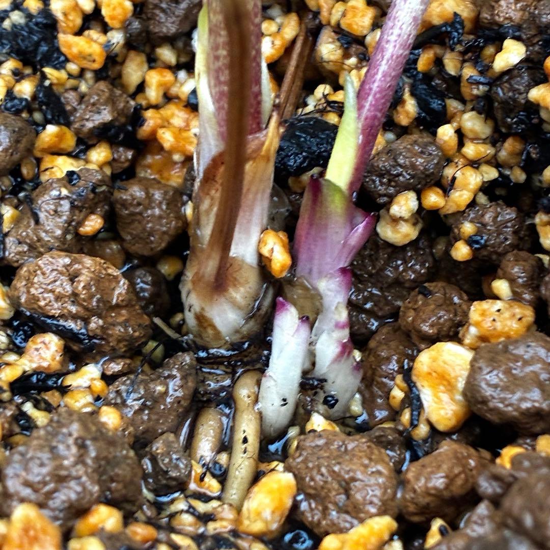 3751⭐️渋系グリーンゴールド⭐️小輪⭐️中心にアイシャドー的カラー⭐️樋口さん⭐️