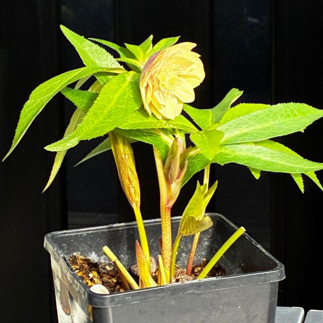 3751⭐️渋系グリーンゴールド⭐️小輪⭐️中心にアイシャドー的カラー⭐️樋口さん⭐️