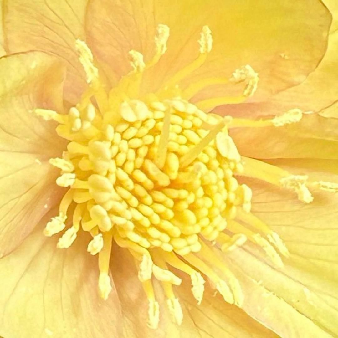 3751⭐️渋系グリーンゴールド⭐️小輪⭐️中心にアイシャドー的カラー⭐️樋口さん⭐️