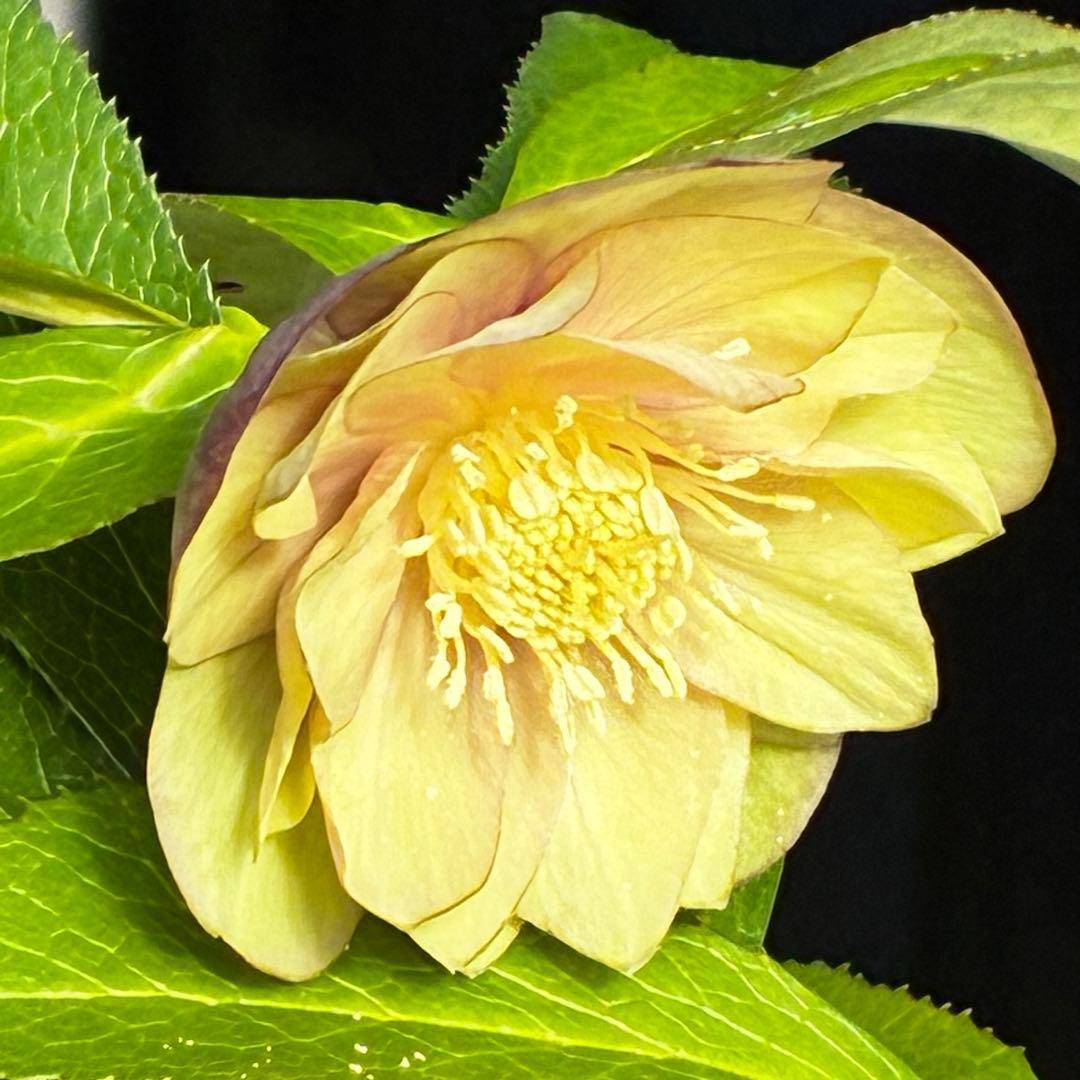 3751⭐️渋系グリーンゴールド⭐️小輪⭐️中心にアイシャドー的カラー⭐️樋口さん⭐️