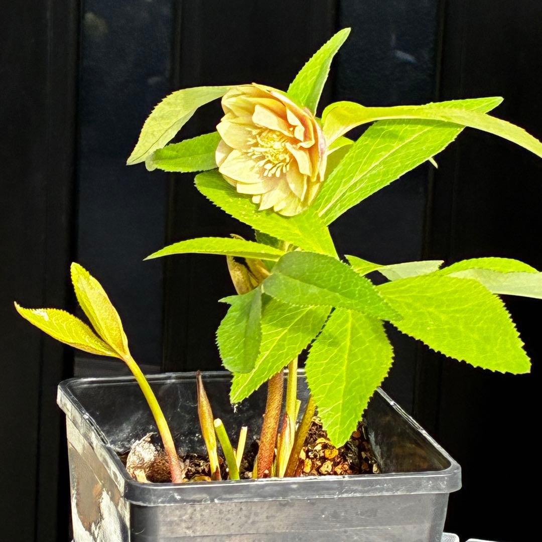 3751⭐️渋系グリーンゴールド⭐️小輪⭐️中心にアイシャドー的カラー⭐️樋口さん⭐️