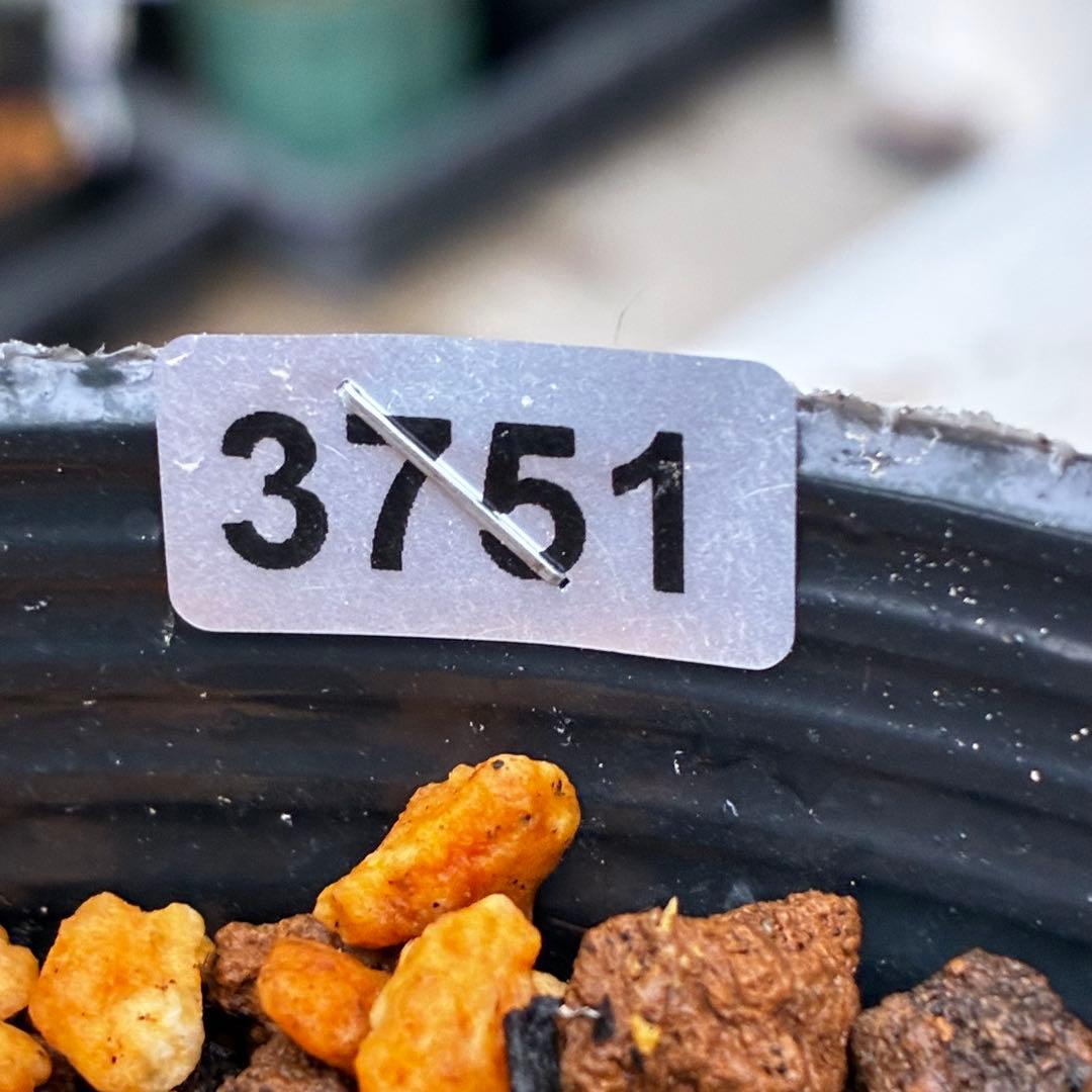 3751⭐️渋系グリーンゴールド⭐️小輪⭐️中心にアイシャドー的カラー⭐️樋口さん⭐️