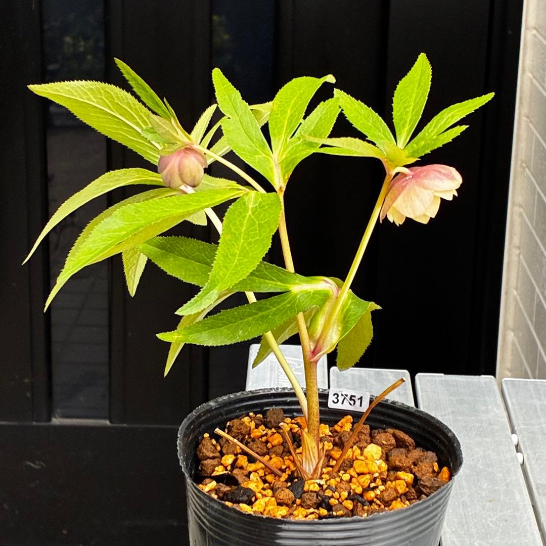 3751⭐️渋系グリーンゴールド⭐️小輪⭐️中心にアイシャドー的カラー⭐️樋口さん⭐️