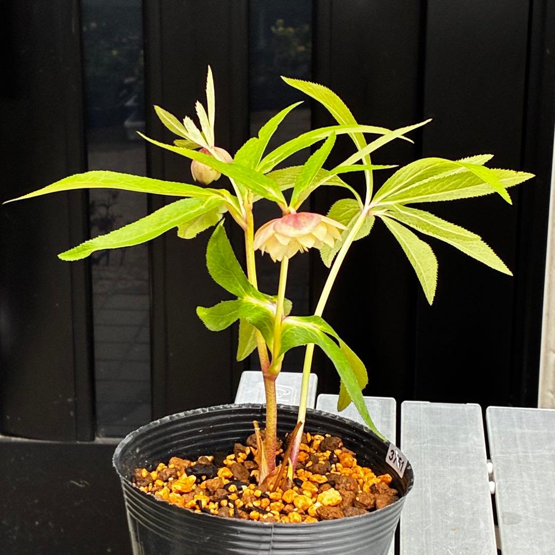 3751⭐️渋系グリーンゴールド⭐️小輪⭐️中心にアイシャドー的カラー⭐️樋口さん⭐️