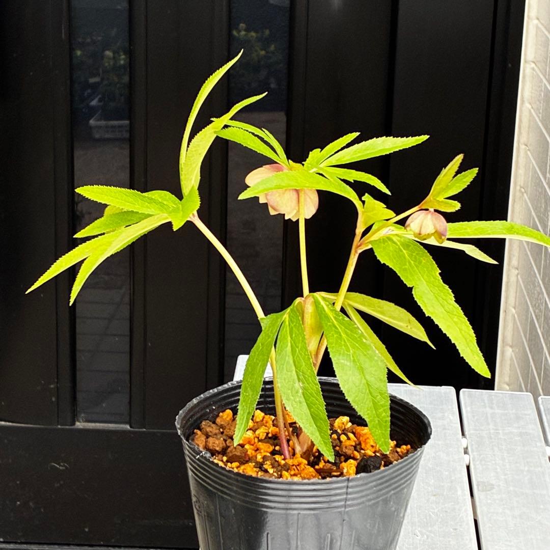 3751⭐️渋系グリーンゴールド⭐️小輪⭐️中心にアイシャドー的カラー⭐️樋口さん⭐️