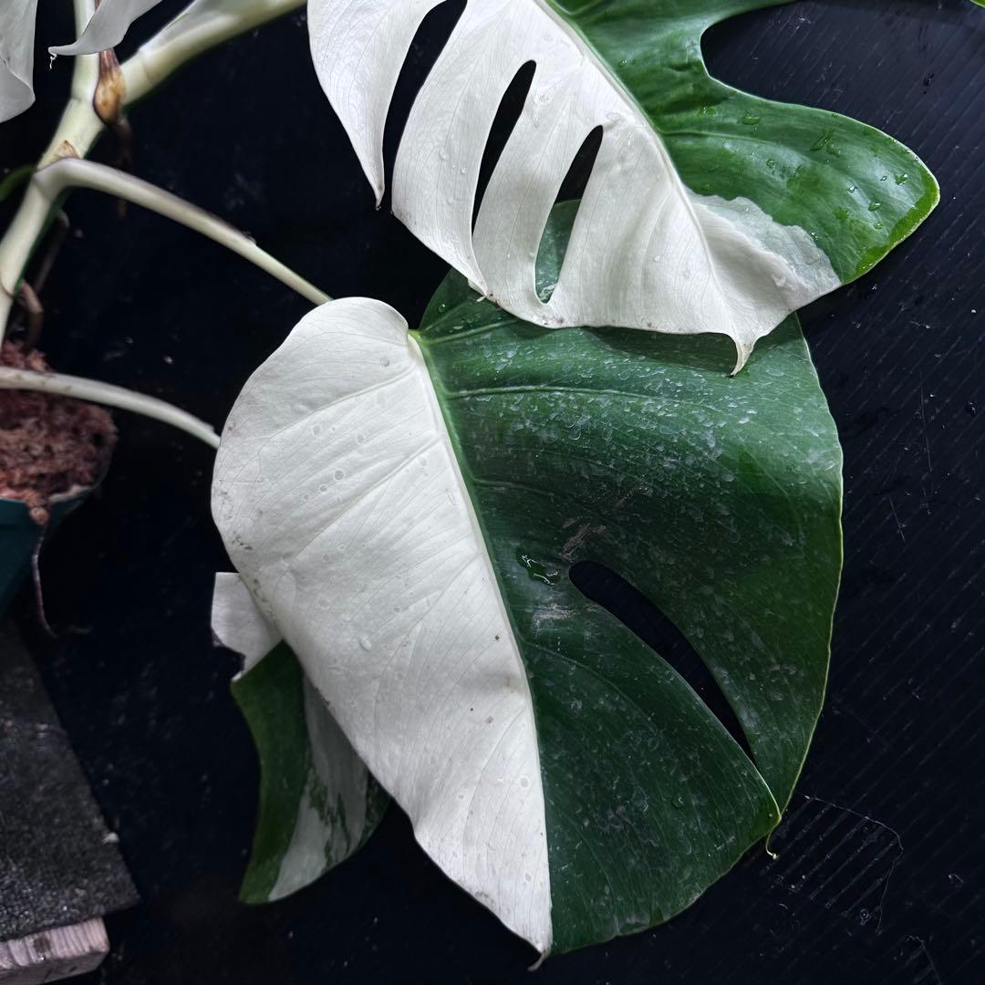 t*様 モンステラ斑入りハーフムーンホワイトタイガー極美斑入り　　 56cm
