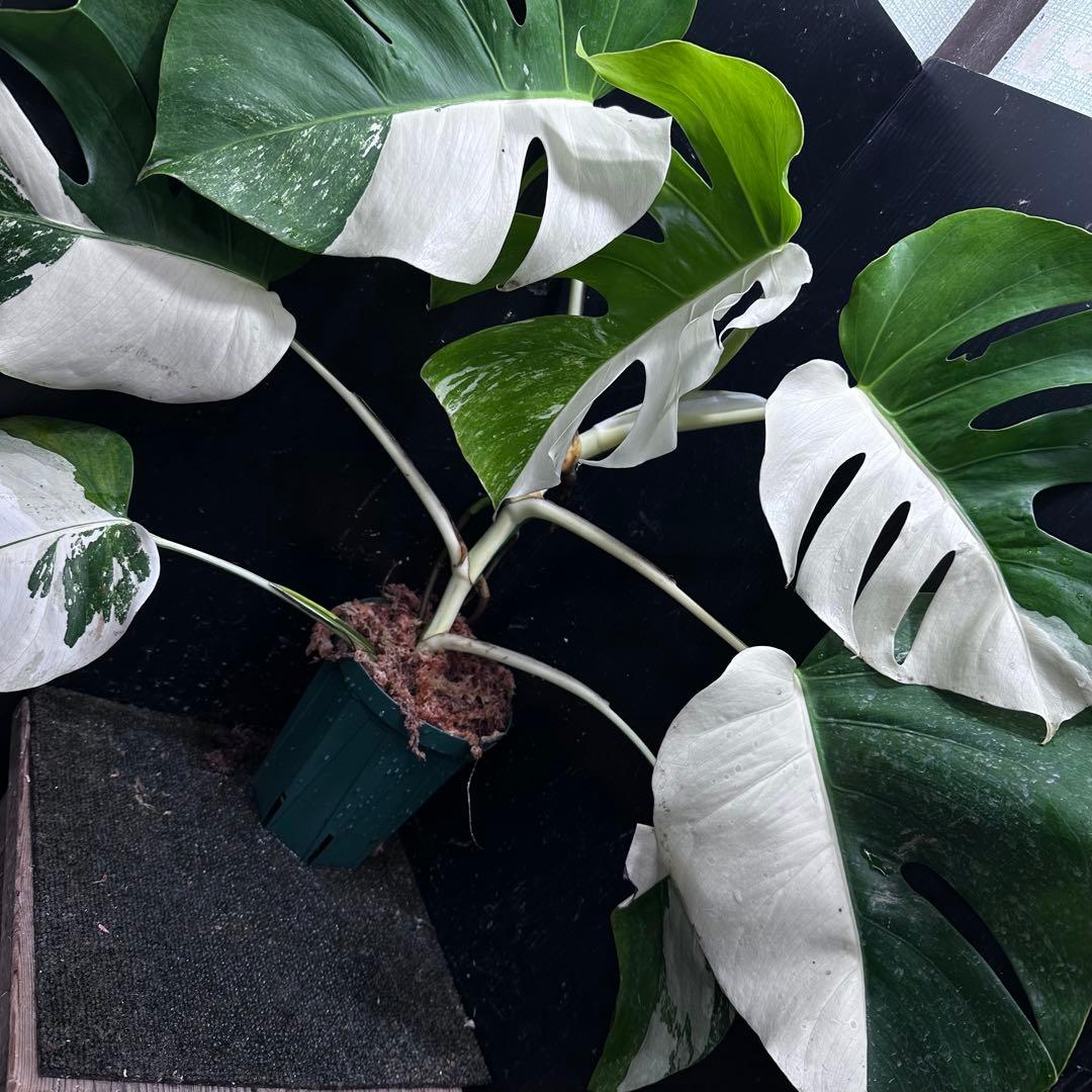 t*様 モンステラ斑入りハーフムーンホワイトタイガー極美斑入り　　 56cm