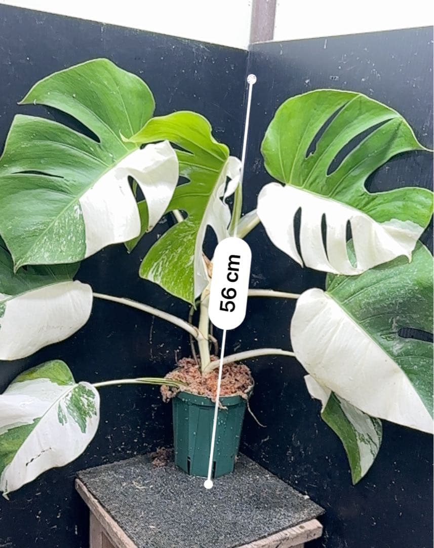 t*様 モンステラ斑入りハーフムーンホワイトタイガー極美斑入り　　 56cm