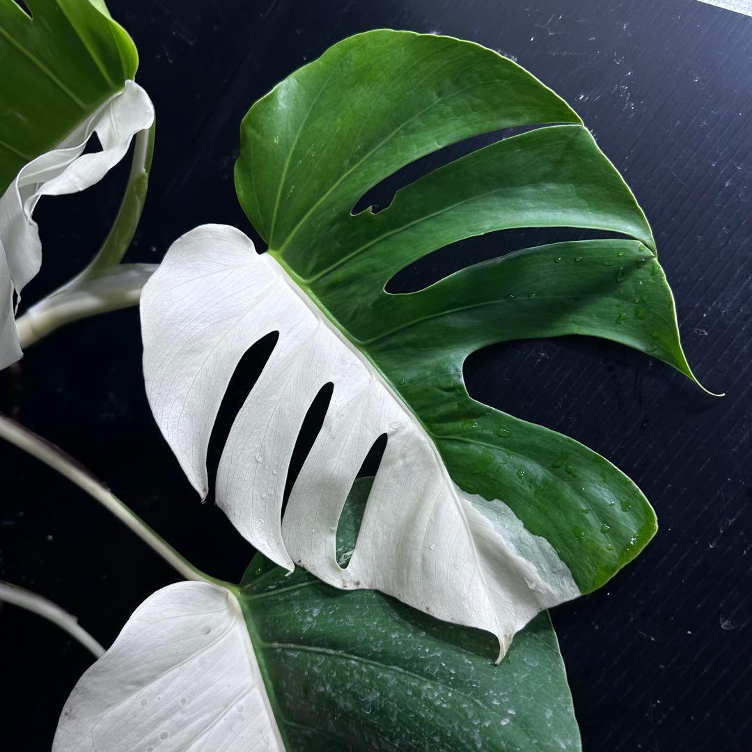 t*様 モンステラ斑入りハーフムーンホワイトタイガー極美斑入り　　 56cm