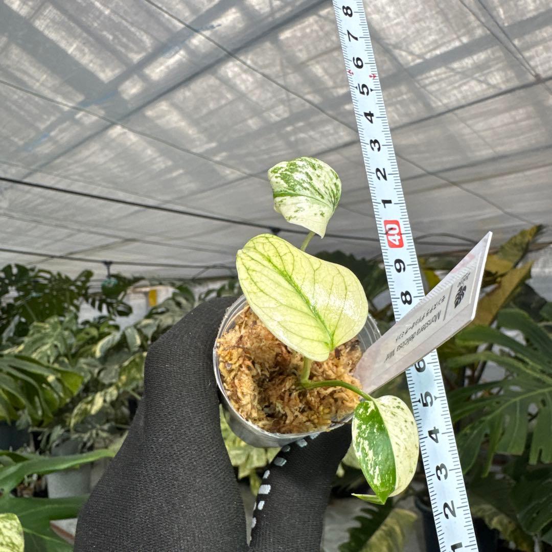 A1モンステラ　デリシオーサ　ミント斑入り　2寸ポリポット　ネコポス発送