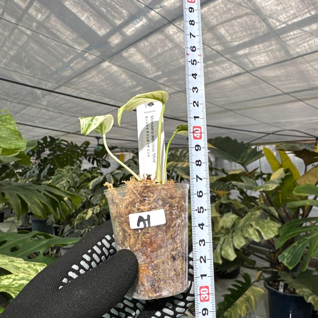 A1モンステラ　デリシオーサ　ミント斑入り　2寸ポリポット　ネコポス発送