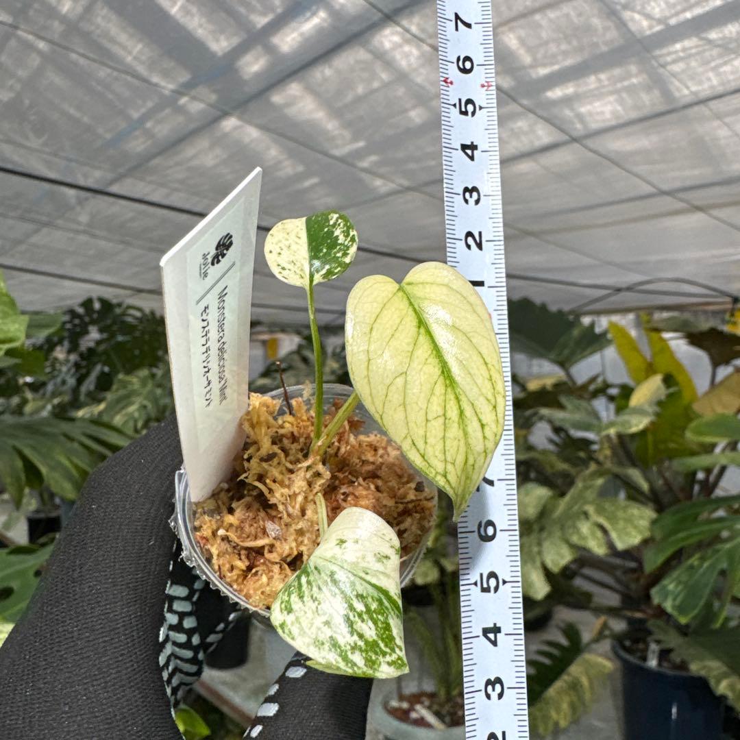 A1モンステラ　デリシオーサ　ミント斑入り　2寸ポリポット　ネコポス発送