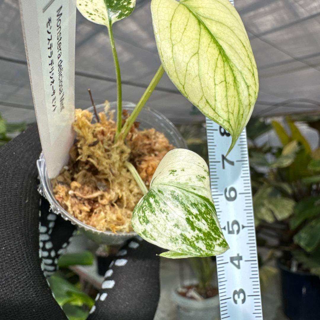 A1モンステラ　デリシオーサ　ミント斑入り　2寸ポリポット　ネコポス発送