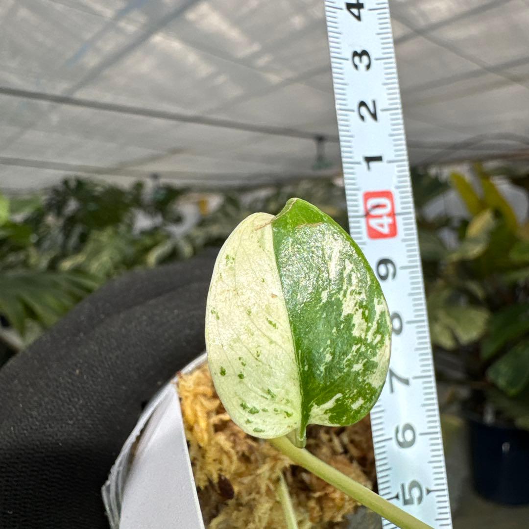 A1モンステラ　デリシオーサ　ミント斑入り　2寸ポリポット　ネコポス発送