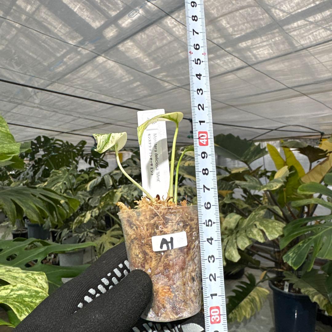 A1モンステラ　デリシオーサ　ミント斑入り　2寸ポリポット　ネコポス発送