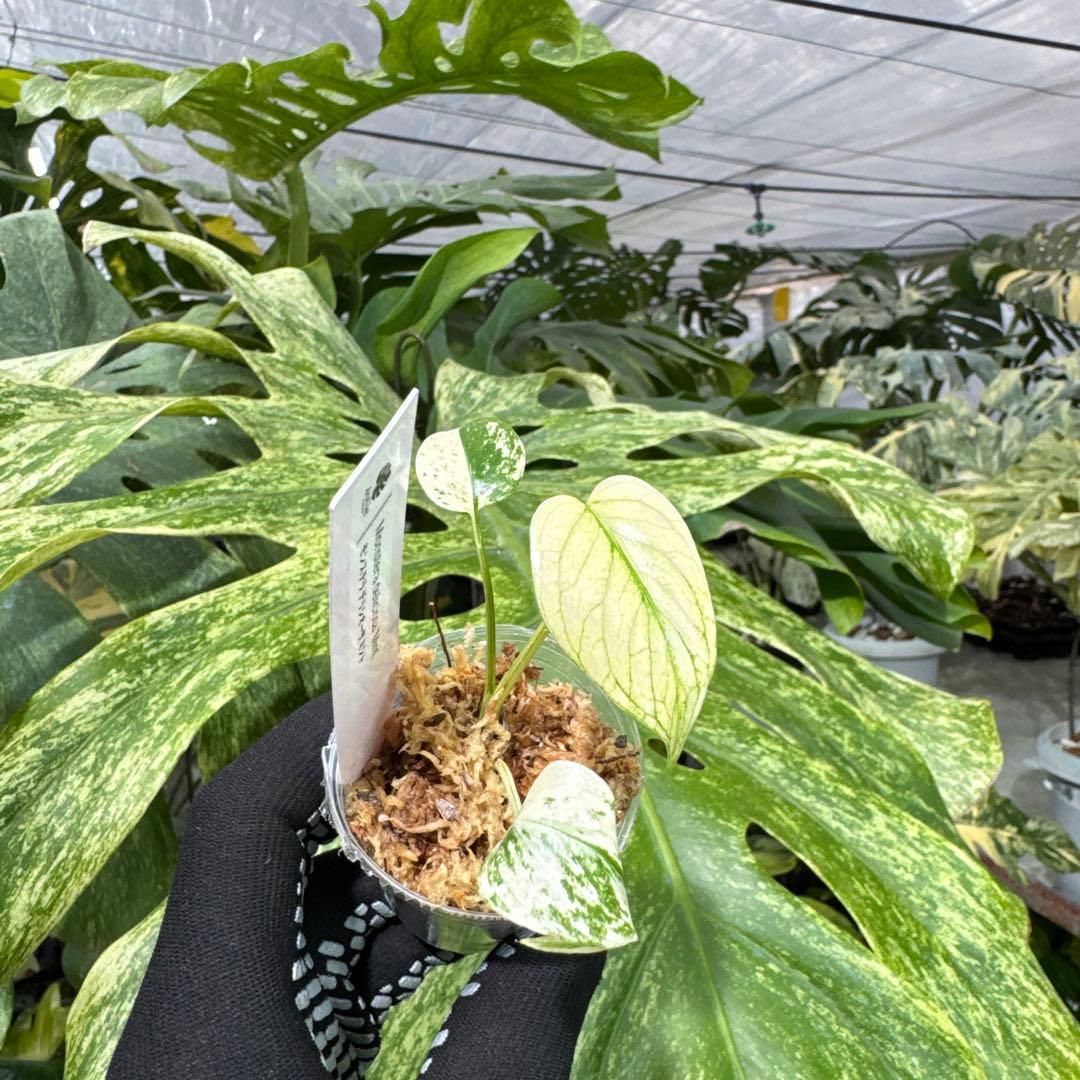 A1モンステラ　デリシオーサ　ミント斑入り　2寸ポリポット　ネコポス発送