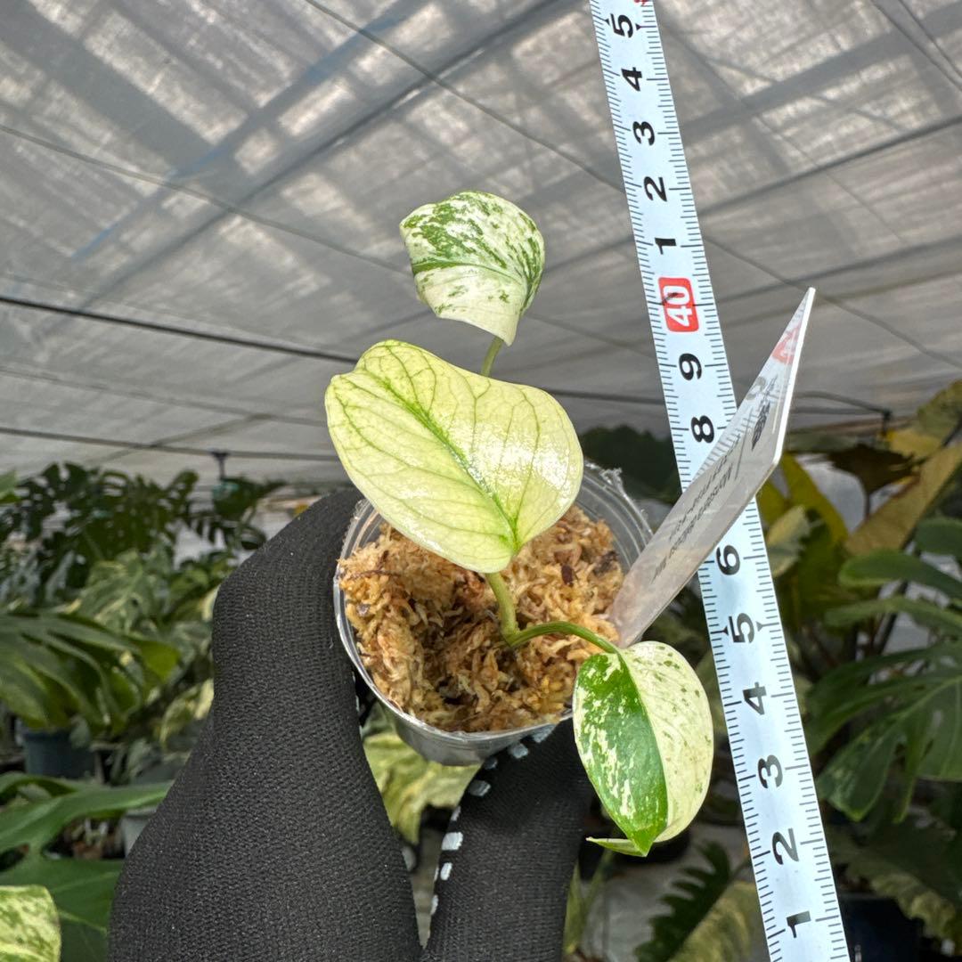 A1モンステラ　デリシオーサ　ミント斑入り　2寸ポリポット　ネコポス発送