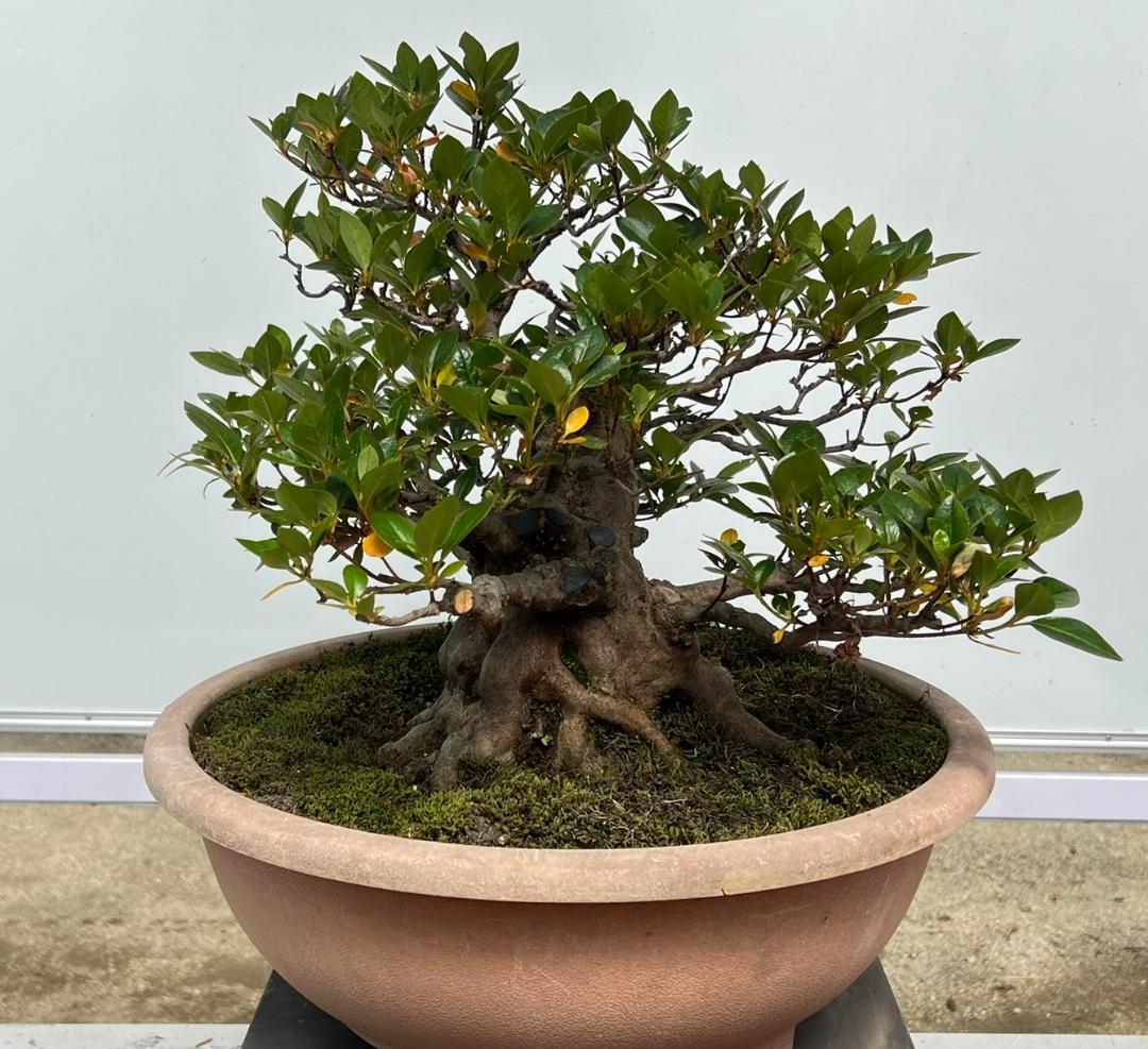 さつき　一生の春