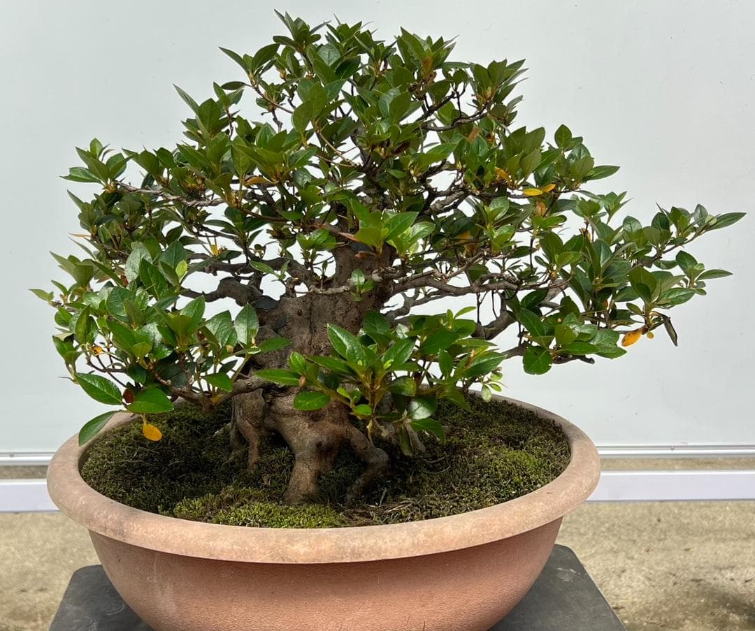 さつき　一生の春