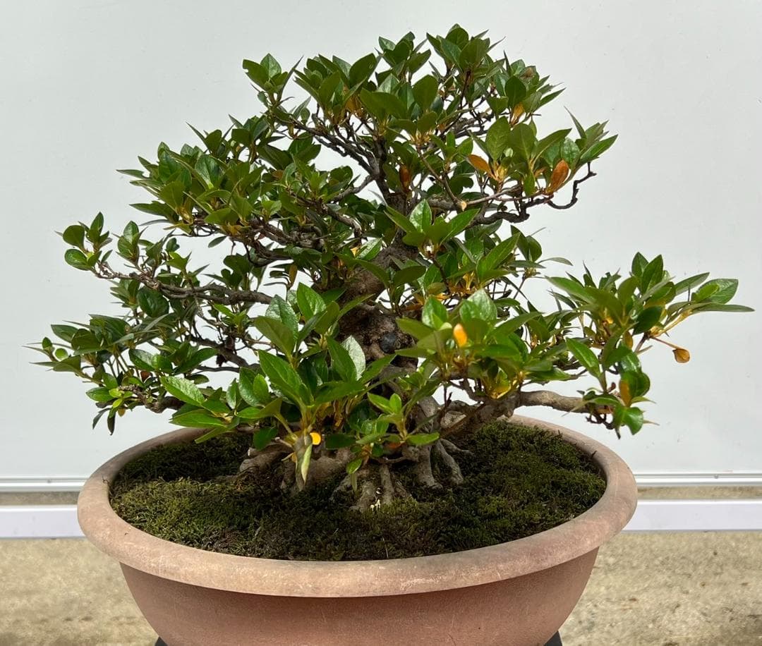 さつき　一生の春