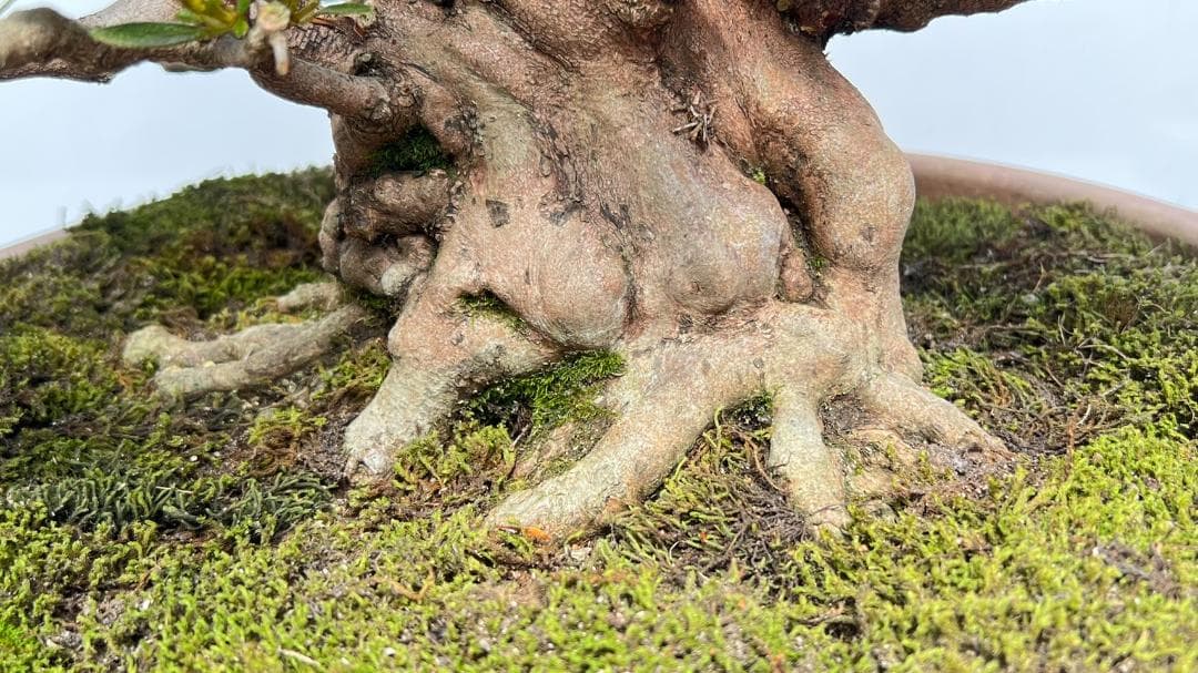 さつき　一生の春