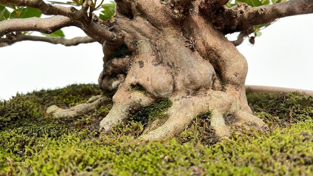 さつき　一生の春