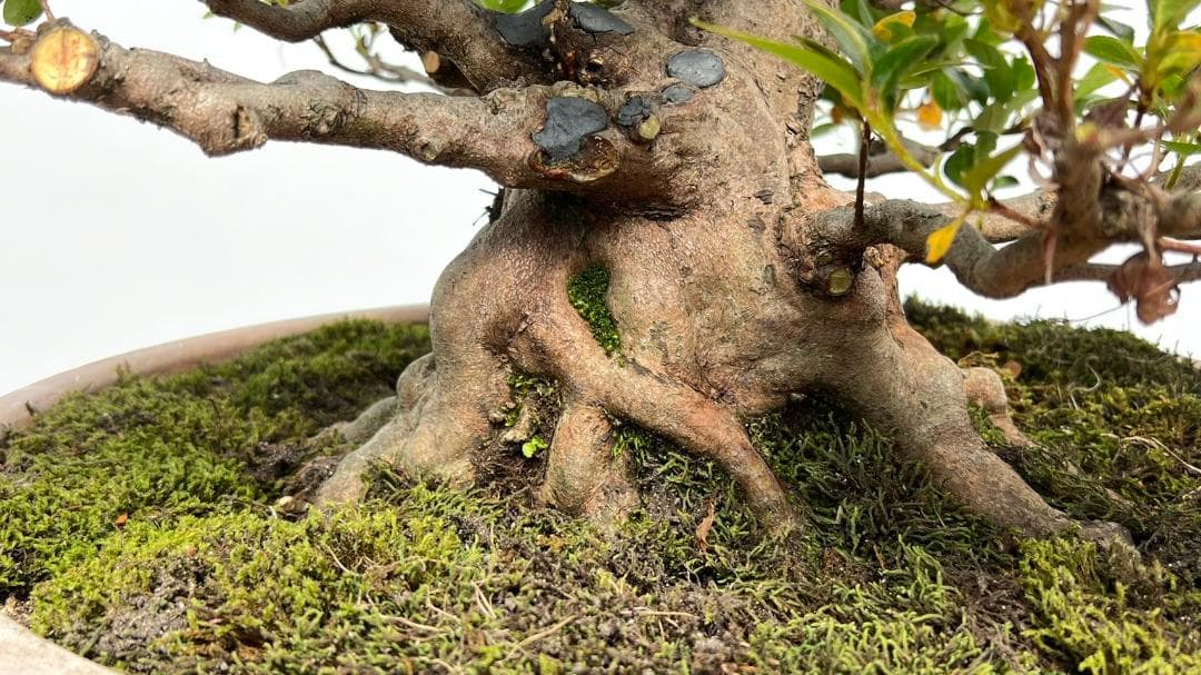 さつき　一生の春