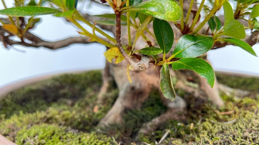 さつき　一生の春