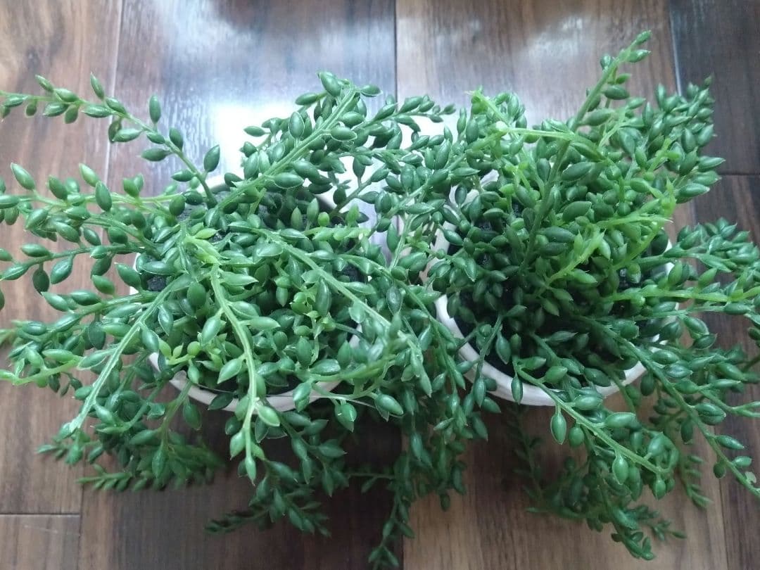 まとめ売り★IKEA フェイクグリーン フェイカ 観葉植物 植木鉢 鉢 プランタ