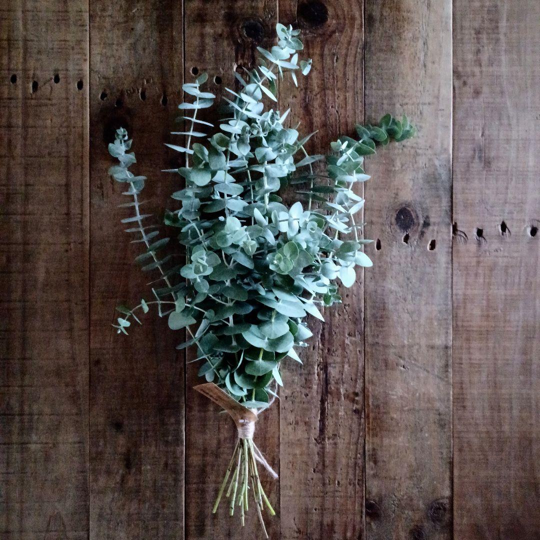 魔女の棲む森 ～oh lala oka no eucalyptus～スワッグ