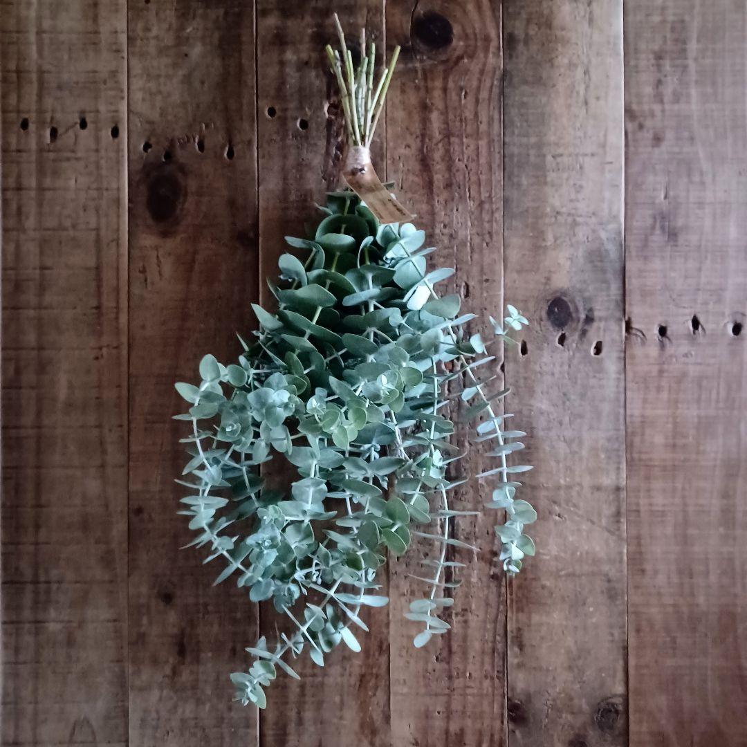 魔女の棲む森 ～oh lala oka no eucalyptus～スワッグ